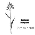 Kentucky bluegrass