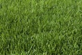 Kentucky Bluegrass Sod  820356 Royalty Free Stock Photo