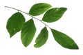 Kentucky coffee bean tree leaf on pure white background Royalty Free Stock Photo