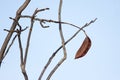 Kentucky Coffee Tree Pod 805004