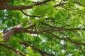 Kentucky Coffeetree Canopy Royalty Free Stock Photo