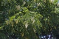 Kentucky coffeetree with fruits Royalty Free Stock Photo