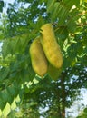 Kentucky coffeetree seed pods and leaves. Royalty Free Stock Photo