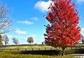 Fall, Autumn, colors, trees, bushes, red, orange, yellow, leaves, Kentucky, farm, country Royalty Free Stock Photo