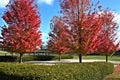 Fall, Autumn, colors, trees, bushes, red, orange, yellow, leaves, Kentucky, farm, country Royalty Free Stock Photo