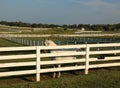 Kentucky Horse Park Royalty Free Stock Photo