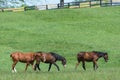 Kentucky Thoroughbred Horse in Bluegrass Field