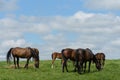 Kentucky Thoroughbred Horse in Bluegrass Field