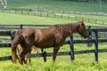 Kentucky Thoroughbred Horse in Bluegrass Field