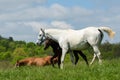 Kentucky Thoroughbred Horse in Bluegrass Field