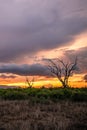 Landscape in Kenya Africa at sunset. view of the savannah Royalty Free Stock Photo