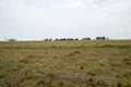 Distant view of the Musiara Airstrip in the Masaai Mara reserve, with a small bush plane and