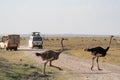 Ostriches cross the road with safari vehicles and tourists watch. Amboseli National Park