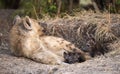 spotted hyenas at den with young.