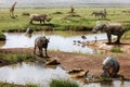 Kenya Africa Safari Animals Scene Royalty Free Stock Photo