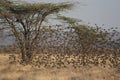 Kenya: Bird-Lovers Paradies at Ngoro River in Samburu Nationalpark Royalty Free Stock Photo