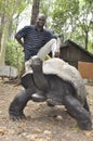 Kenya: Black man standing behind a giant turtle in Haller park