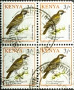 KENYA - CIRCA 1993: A stamp printed in Kenya, shows a bird Greater Honeyguide Indicator indicator , circa 1993