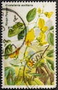 Kenya - circa 1985: a stamp printed in Kenya shows Njuga Pagwa, is a species of flowering plant, circa 1985