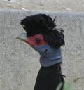 Kenya crested guinea fowl