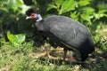 Kenya guineafowl