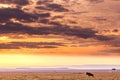 Kenya Landscape Sunset Sunrise Lone Tree Golden Dramatic Clouds Discover Lone Wildebeest Wildlife Wild Animals Grazing