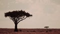 Kenya landscape with two trees, Masai mara