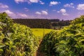 Kenya Landscapes Tea Leaves Farm Farming Plantations Fields Meadows Agriculture Agribusiness Travel Documentary In Limuru Kiambu Royalty Free Stock Photo