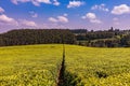 Kenya Landscapes Tea Leaves Farm Farming Plantations Fields Meadows Agriculture Agribusiness Travel Documentary In Limuru Kiambu Royalty Free Stock Photo