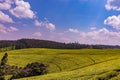 Kenya Landscapes Tea Leaves Farm Farming Plantations Fields Meadows Agriculture Agribusiness Travel Documentary In Limuru Kiambu Royalty Free Stock Photo