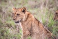 Kenya, savanna. Little lion cubs in a meadow, safari, masai mara. Spectacular children playing in the steppe Royalty Free Stock Photo