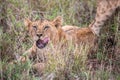 Kenya, savanna. Little lion cubs in a meadow, safari, masai mara. Spectacular children playing in the steppe Royalty Free Stock Photo