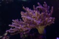 Kenya tree coral colony move tiny polyp in strong flow, healthy animals in nano reef marine aquarium, popular pet in LED actinic