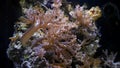 Kenya tree coral polyp frag grow on plug in strong flow, healthy active animal in nano reef marine aquarium, popular pet in LED