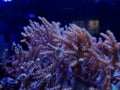 Kenya tree soft coral scene in saltwater aquarium