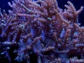 Kenya tree soft coral scene in saltwater aquarium