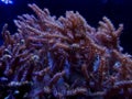 Kenya tree soft coral scene in saltwater aquarium