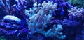 Kenya tree soft coral scene in saltwater aquarium