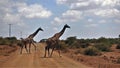 Kenya. Two graceful giraffes slowly cross the road. Royalty Free Stock Photo