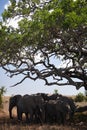 Kenya wildlife. the elefant in natural habitat