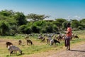 Kenya.2019 year. janvier 2.Masai shepherdess with goats