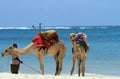 Kenyan beach with a beach boy and camels against a blue sky