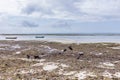 Birds Flying Boat Malindi Watamu Kilifi County Coastal Seascape Landscape Oceanscape Region Kenya East African