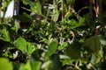 Green Plants Farm Kenyan Landscape Nature Fields Meadows In Kenya East Africa