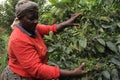 A Kenyan farmer supervises her coffee trees