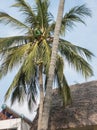 Kenyan gardener on palmtree Royalty Free Stock Photo