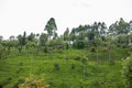 Kenyan Landscapes Tea Farm Leaves Plantation In Kenya East African Royalty Free Stock Photo