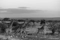 Maasai Giraffes Black And White Running In Amboseli National Park Kenya East Africa Royalty Free Stock Photo