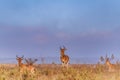 Impala African Antelope Wildlife Animal Grazing Savanna in The Kenyan Landscapes Nairobi National Park Kenya East African