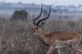 Impala African Antelope Savannah Grassland Wildlife Animal Mammals In The Nairobi National Park Kenya East Africa Landscapes Royalty Free Stock Photo